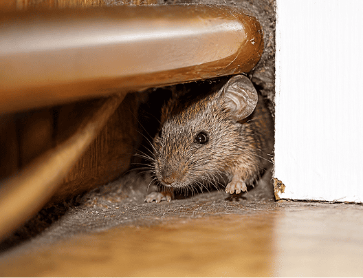 Rodent proofing for attics
